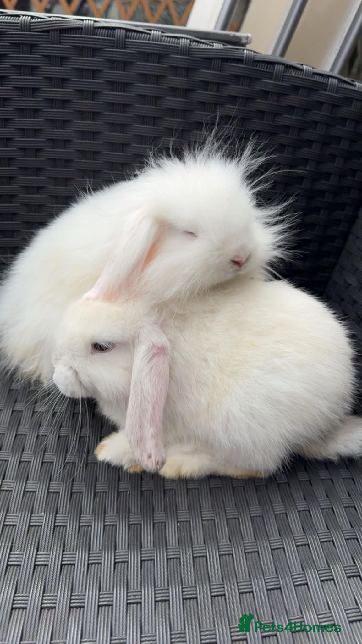 Mixed Breed rabbits Rabbit  - Advert 4