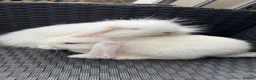 Mixed Breed rabbits for sale: Rabbit  in Derby - Advert 1