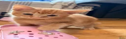 Ragdoll cats for sale: Ragdoll X kittens  - Advert 24