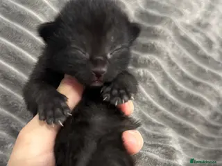 Mixed Breed cats TWO KITTENS LEFT!!! - Advert 9