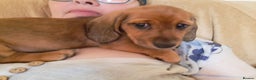 Miniature Dachshund dogs for stud: KC REG LONG HAIRED CREAM MINIATURE DACHSHUND STUD in Cambridge - Advert 27