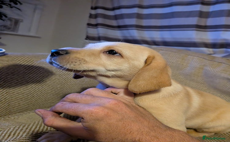 Labrador Retriever dogs - Advert 8
