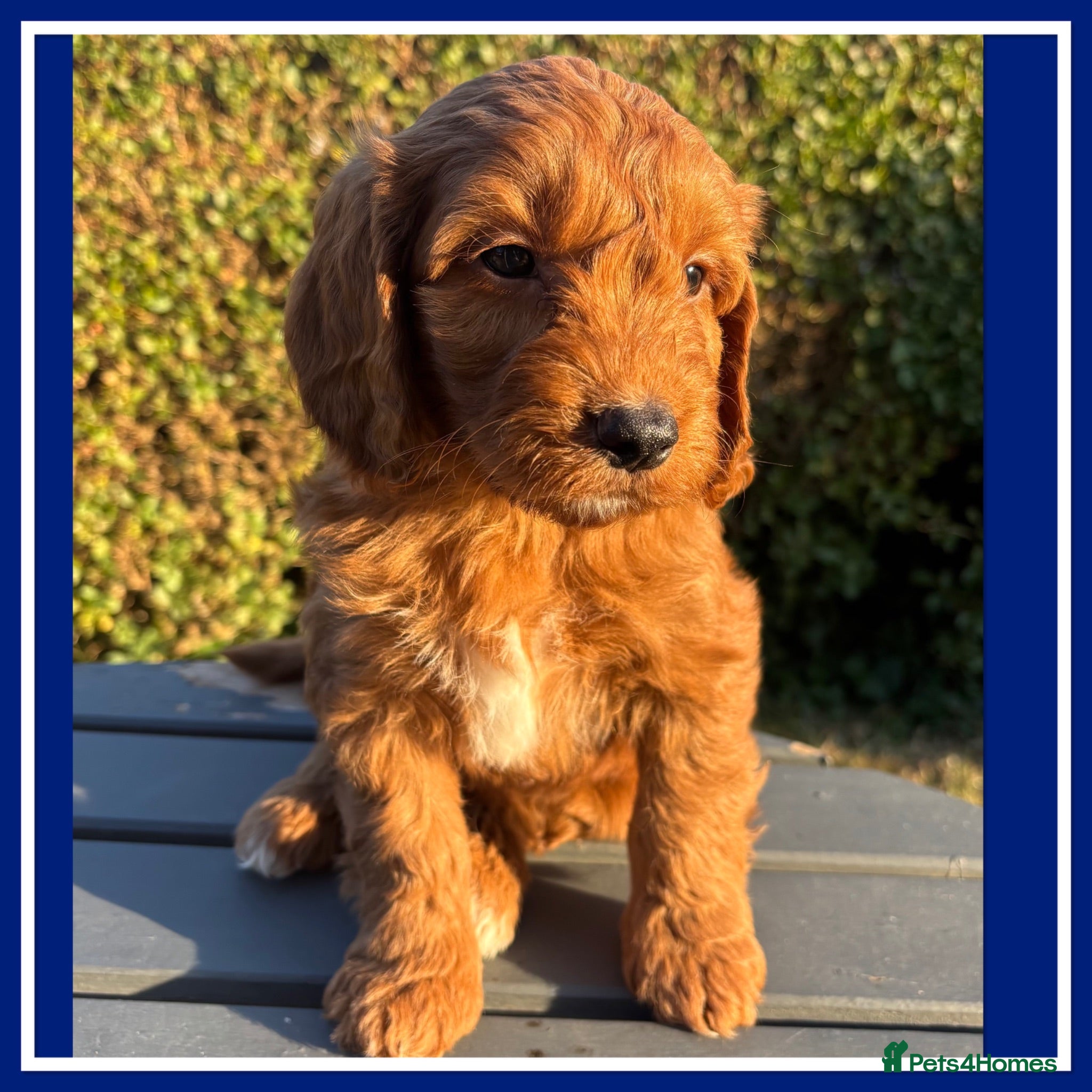 Cockapoo dogs Gorgeous Fox Red F1 Cookapoos  - Advert 15