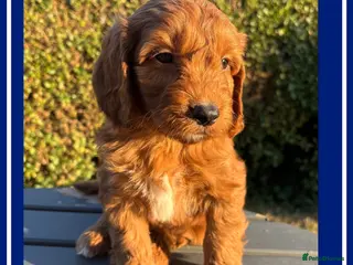 Cockapoo dogs Gorgeous Fox Red F1 Cookapoos - Advert 15