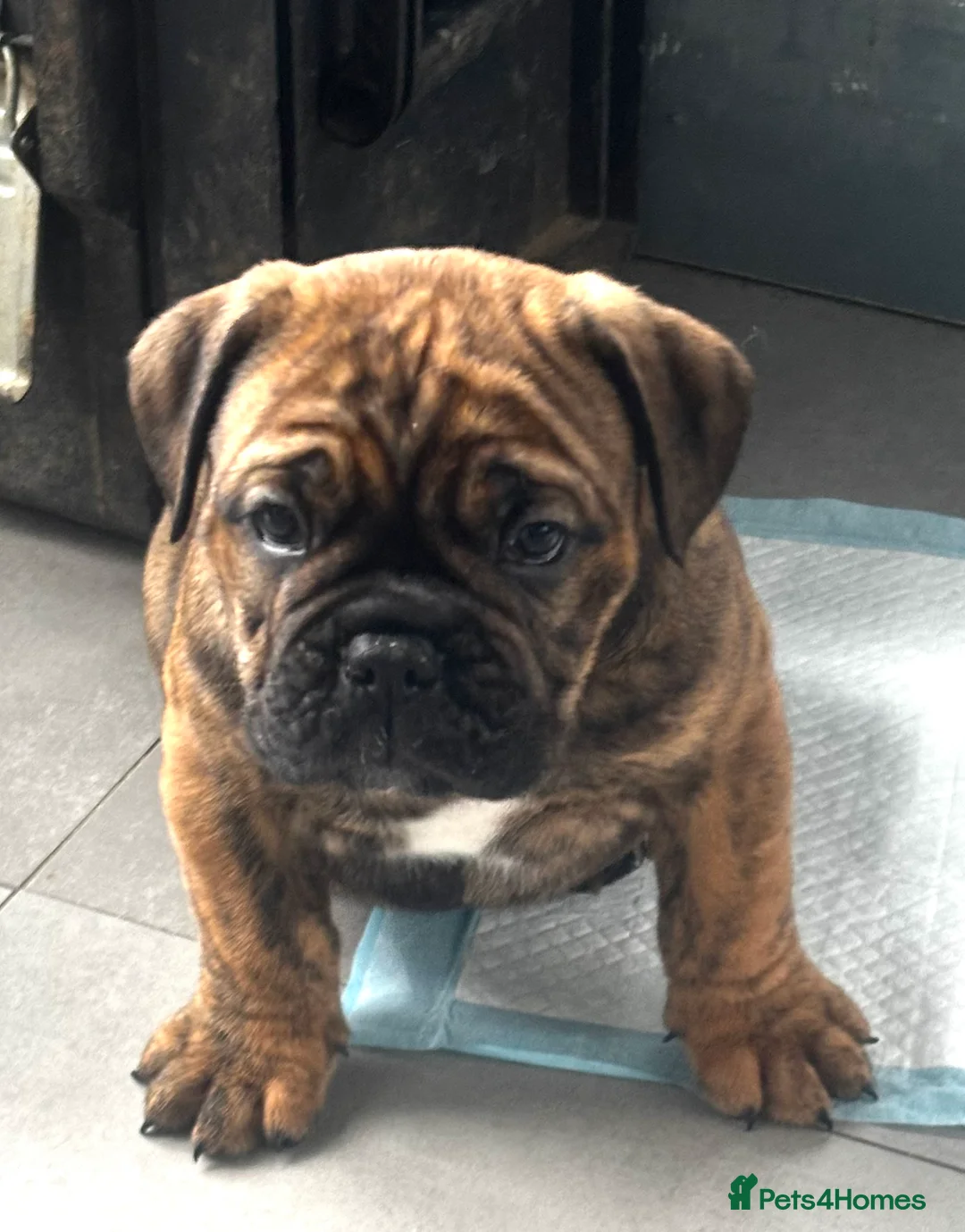 Olde English Bulldogge dogs for stud: Old English bulldog stud available  - Advert 7