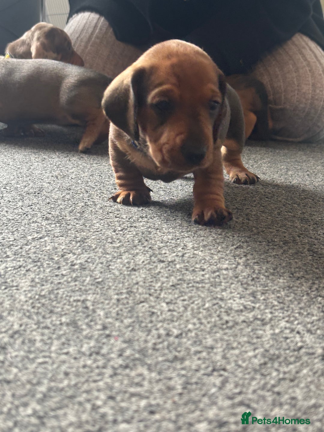 Miniature Dachshund dogs for sale: Beautiful dachshund puppy’s  - Image 15