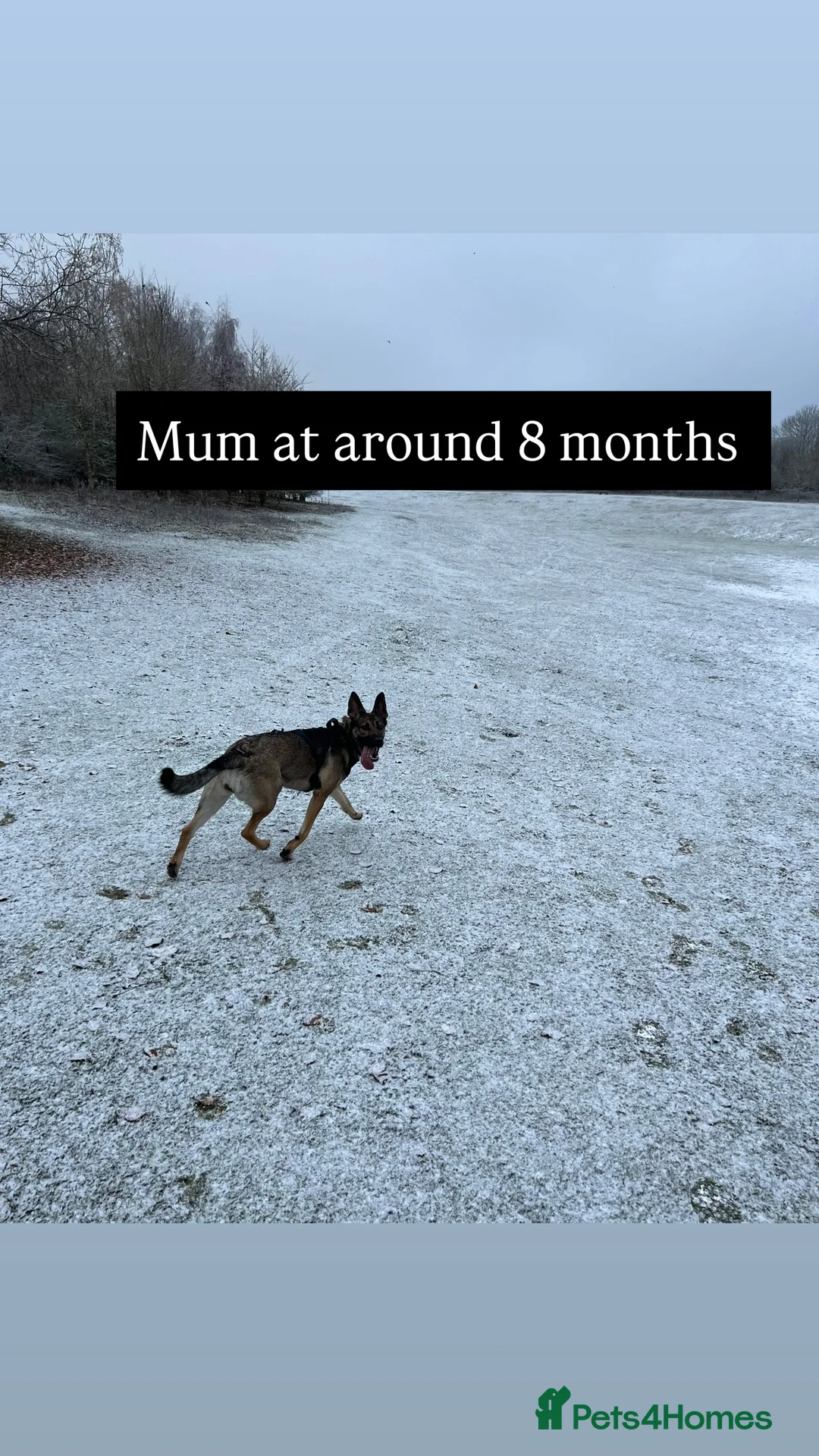 Mixed Breed dogs for sale: Stunning German Shepherd x Belgian Malinois Litter - Advert 2