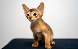 Abyssinian cats for sale: Elegant Abyssinian Kittens Champion Lines 🏆 🥇  - Image 33