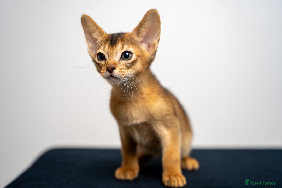 Abyssinian cats for sale: Elegant Abyssinian Kittens Champion Lines 🏆 🥇  - Image 33