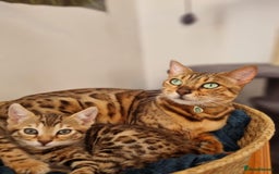 Bengal cats for sale: Quality bengal kittens TICA registered - Image 5