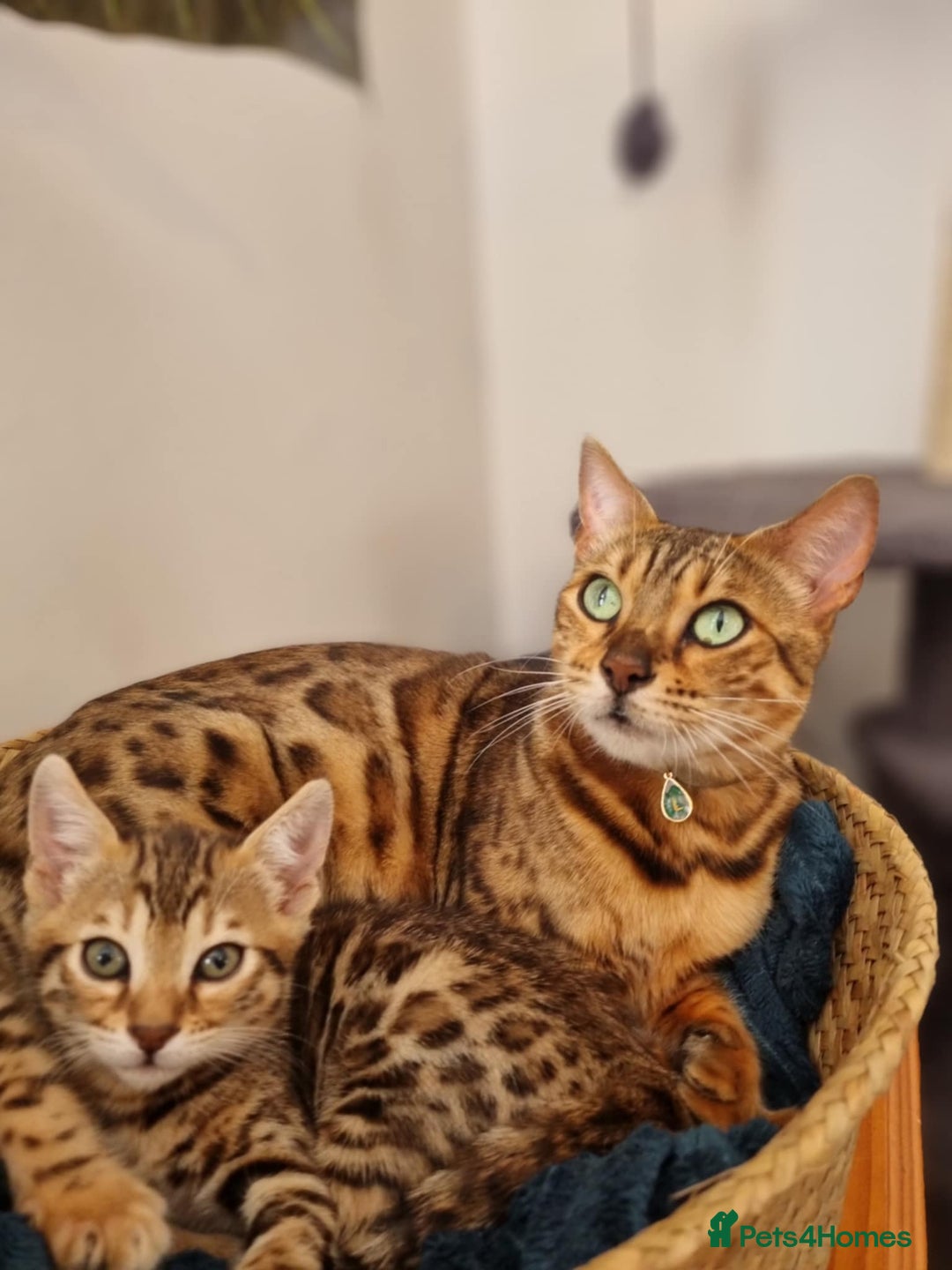 Bengal cats for sale: Quality bengal kittens TICA registered - Image 5