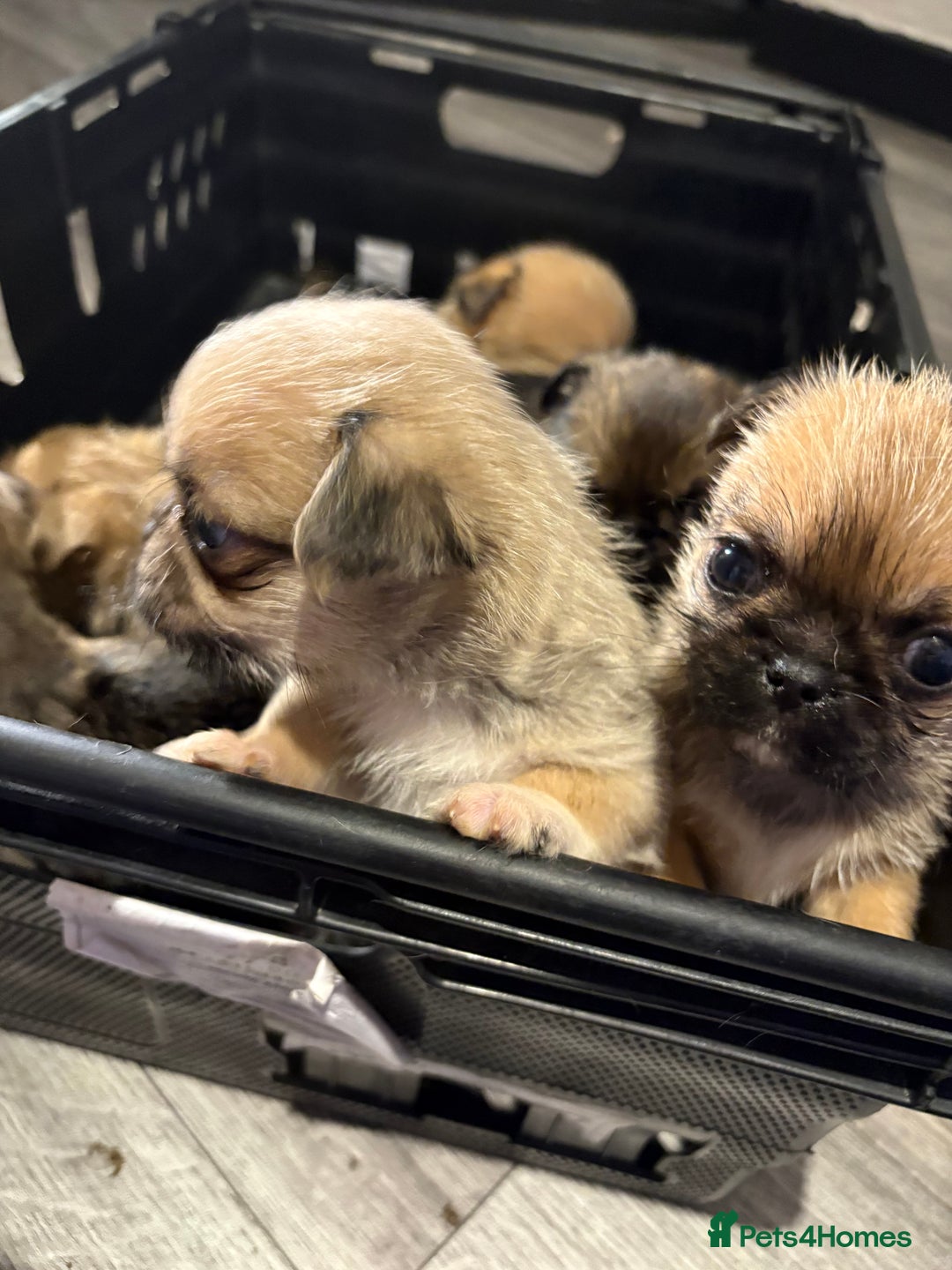 Griffon Bruxellois dogs for sale: Brussels griffons  - Advert 9