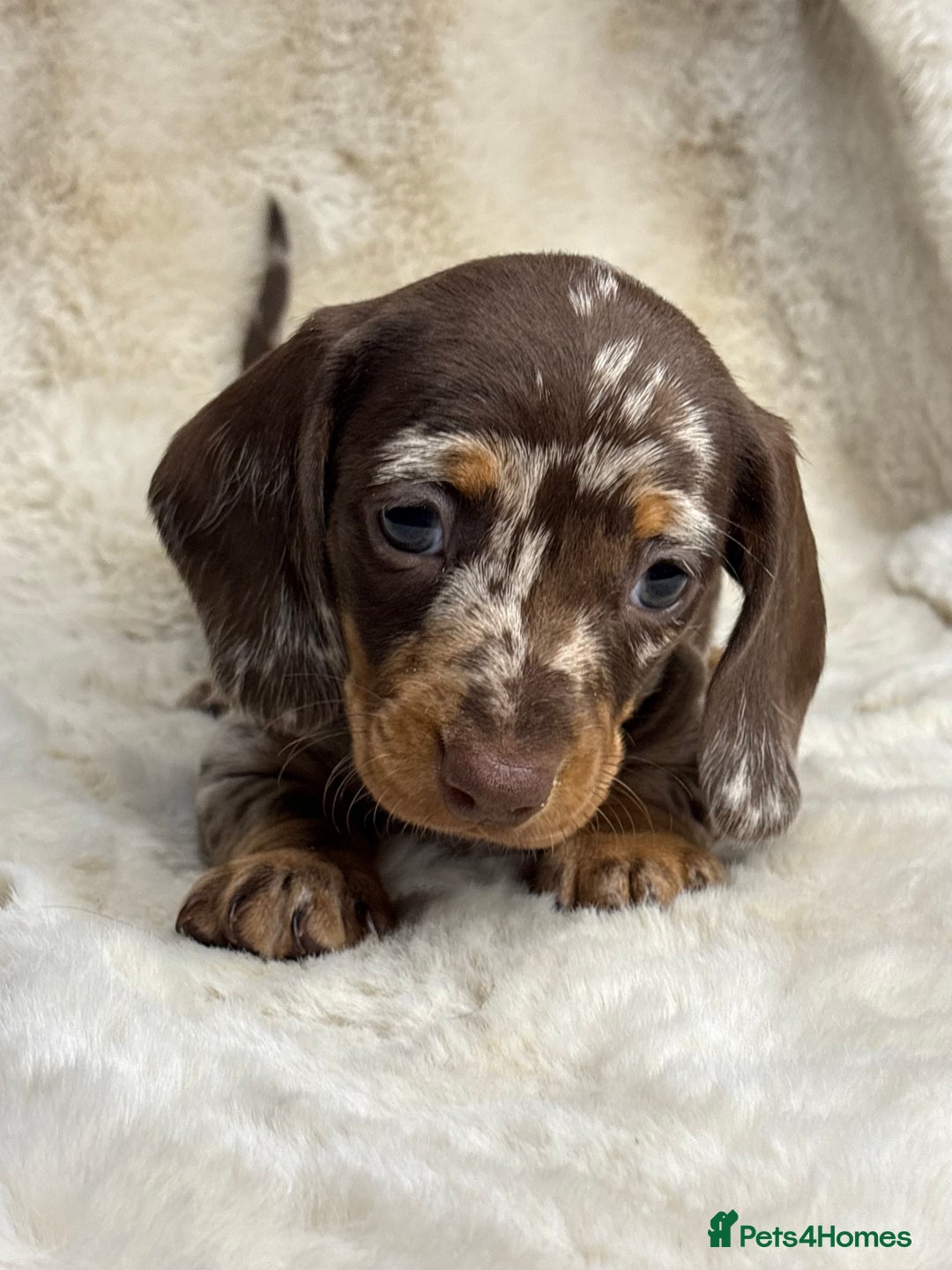 Miniature Dachshund dogs for sale: Quality health tested mini smooth dachshund pups  - Advert 5