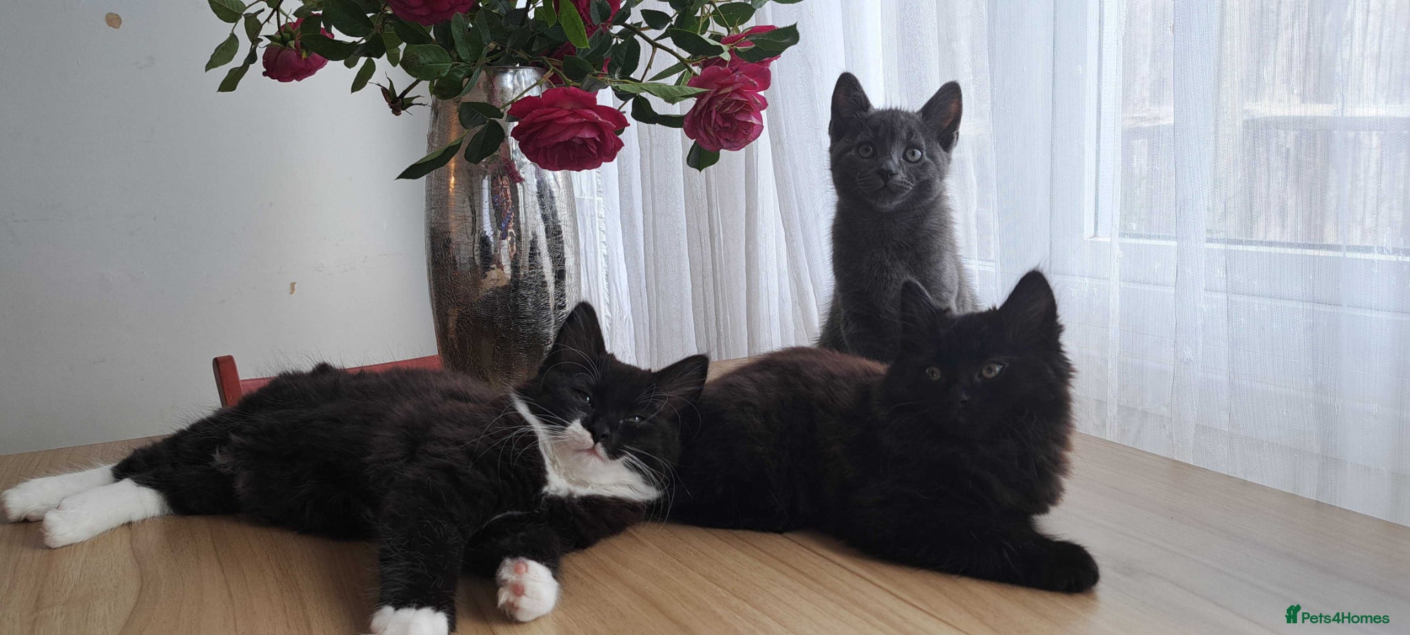 Russian Blue cats Stunning Russian Blue Cross Available 🐾 - Advert 3