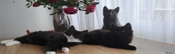 Russian Blue cats for sale: Stunning Russian Blue Cross Available 🐾 - Advert 6