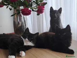 Russian Blue cats Stunning Russian Blue Cross Available 🐾 - Advert 3