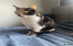 British Shorthair cats for sale: 3 beautiful kittens availble as of the 25th  - Advert 1