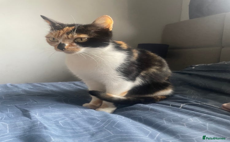 British Shorthair cats 3 beautiful kittens availble as of the 25th  - Advert 1