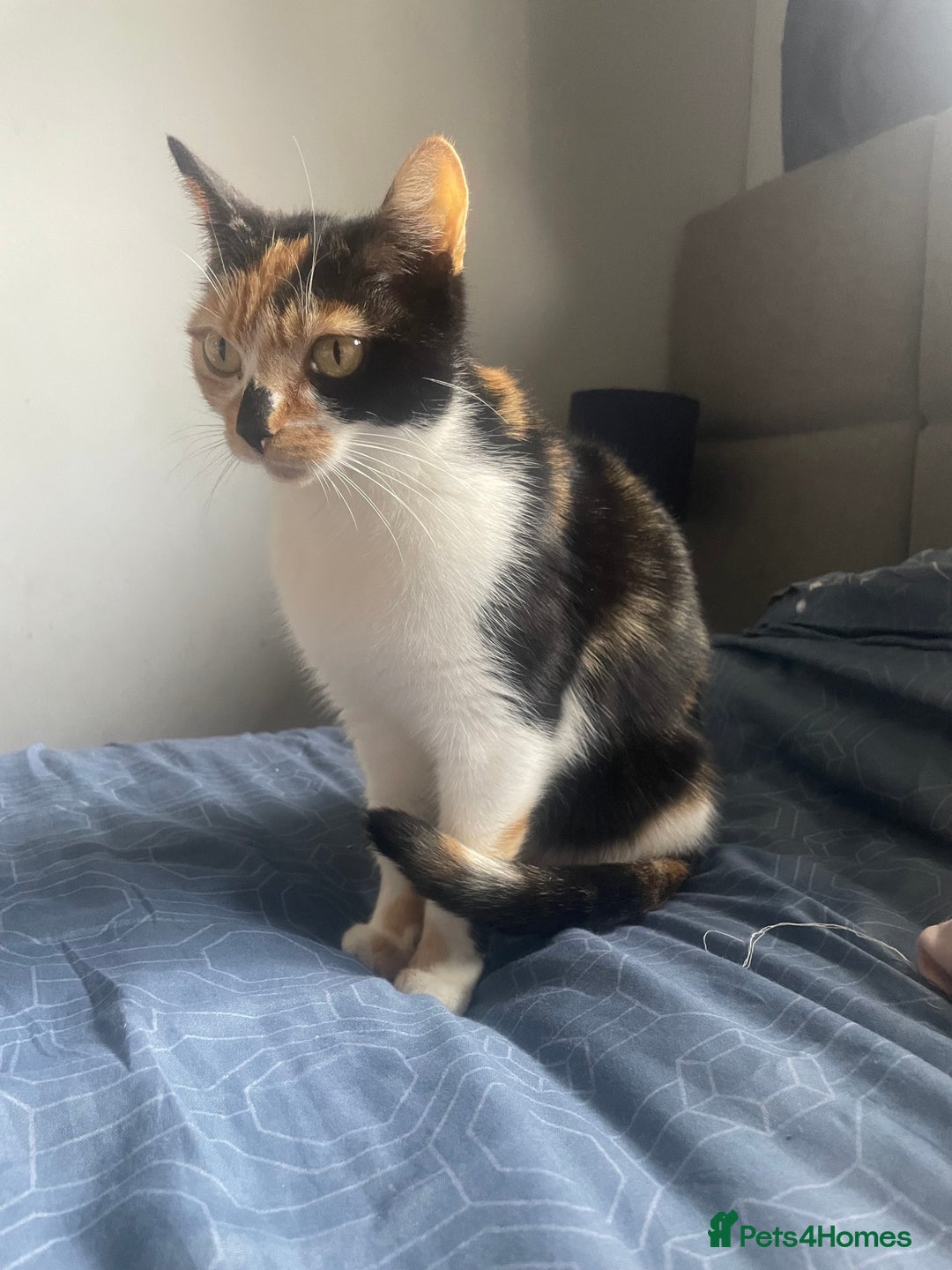 British Shorthair cats for sale: 3 beautiful kittens availble as of the 25th  - Advert 1