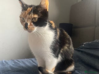 British Shorthair cats for sale: 3 beautiful kittens availble as of the 25th - Advert 1