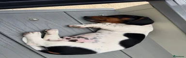 Miniature Dachshund 2