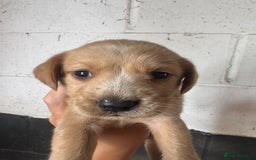 Springador dogs for sale: Beautiful springador puppies ready now - Image 2