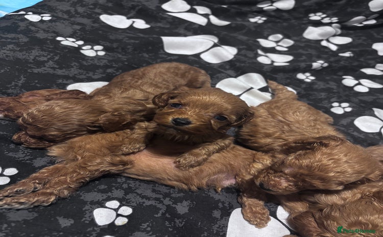 Cockapoo dogs - Advert 14