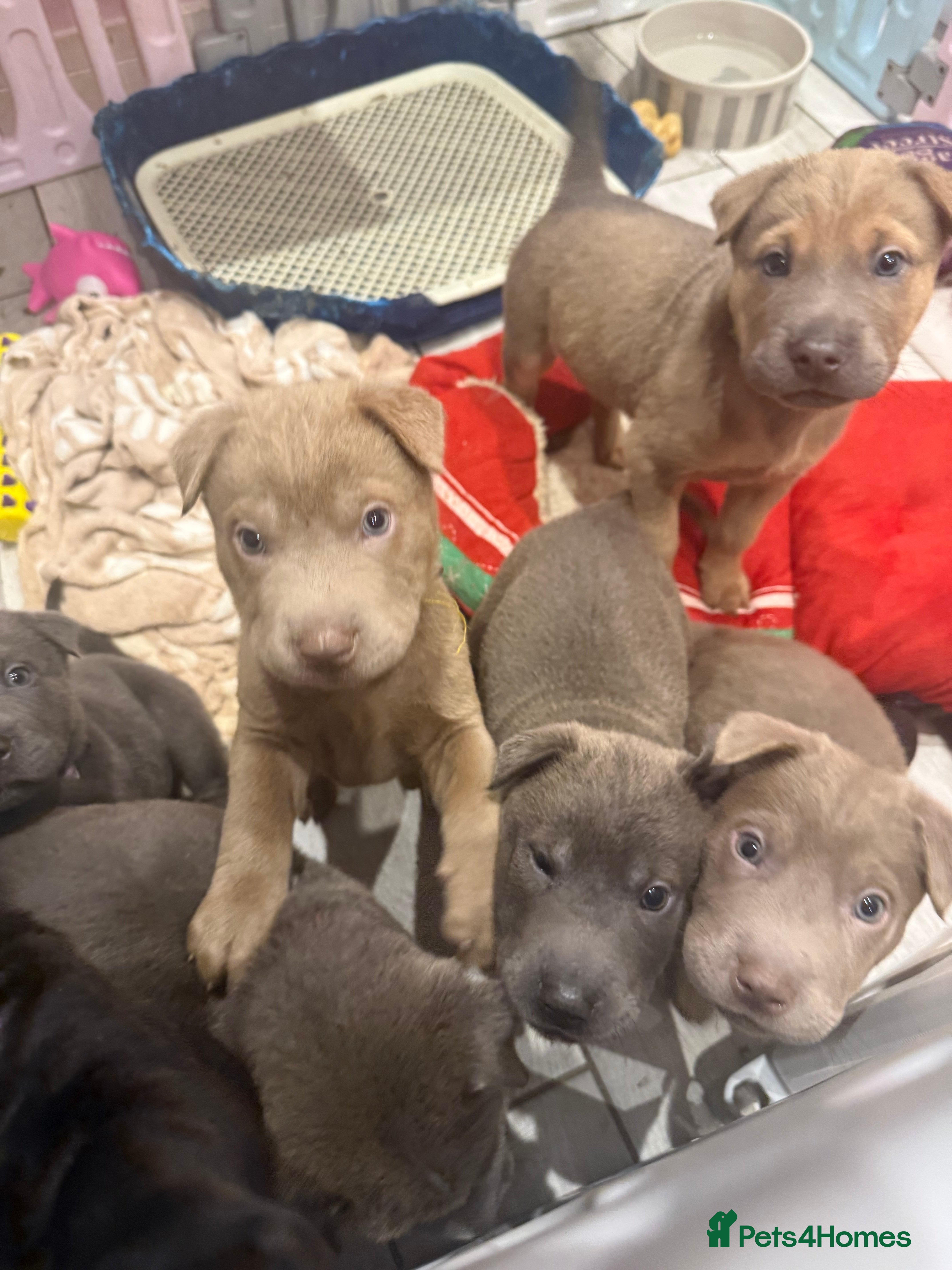 Mixed Breed dogs Ready 12 Jan Sharpei x Rhodesian ridgeback Hybrid - Advert 4