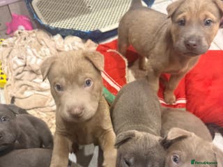 Mixed Breed dogs Ready 12 Jan Sharpei x Rhodesian ridgeback Hybrid - Advert 1