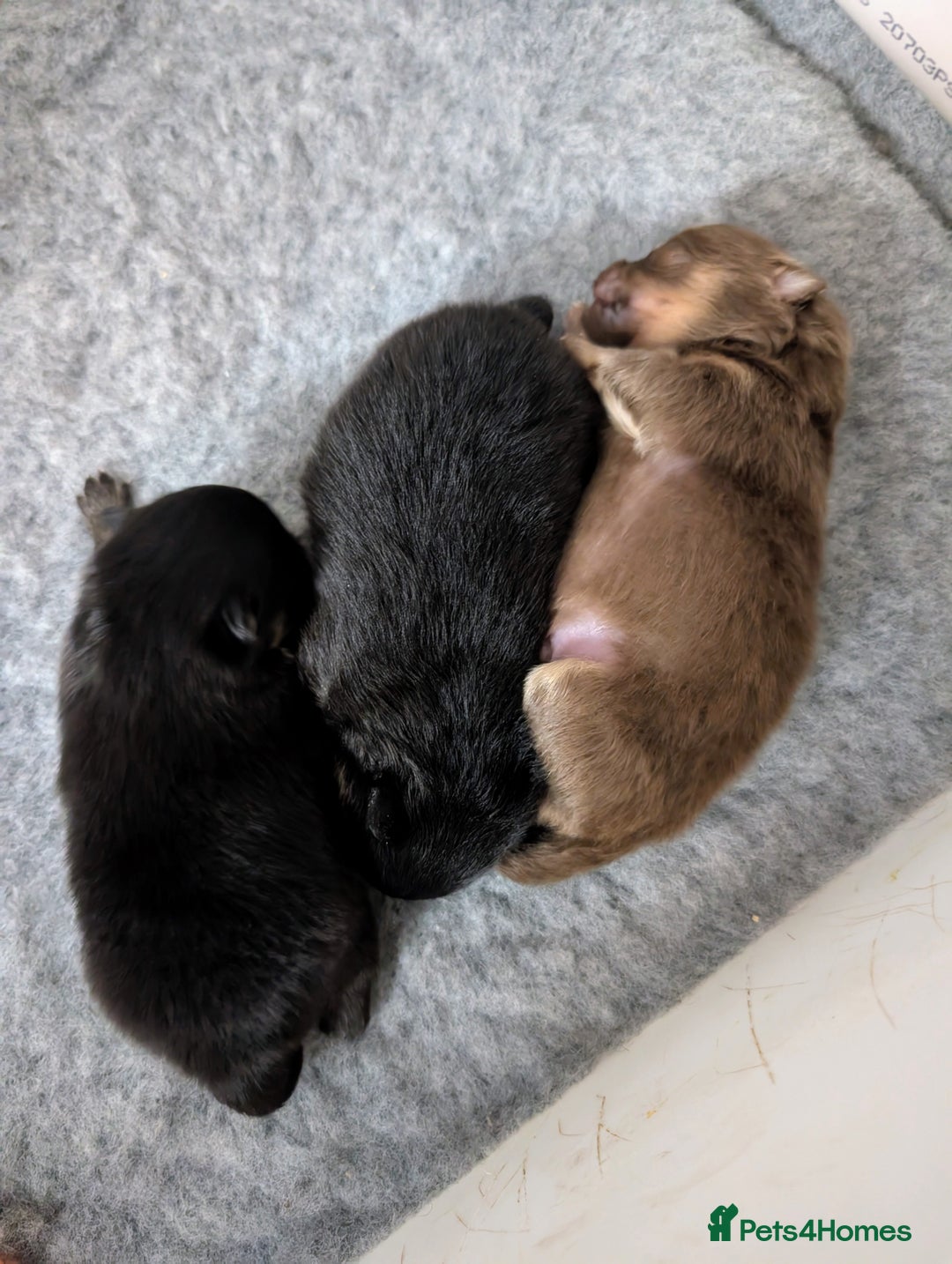 Pomeranian dogs for sale: Quality Pomeranian puppies - Advert 13