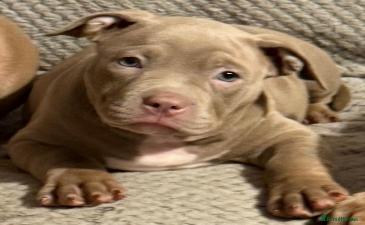 American Bully dogs - Advert 2