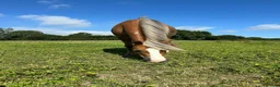 Welsh Section A horses for sale: Toffee 4 year old approximately 12.2hh  in Barnstaple - Advert 8