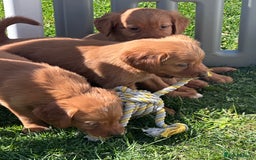 Golden Retriever dogs for sale: Fully health tested kennel club registered puppies - Image 21