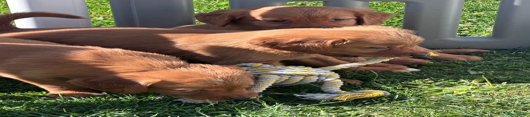 Golden Retriever Puppy 6
