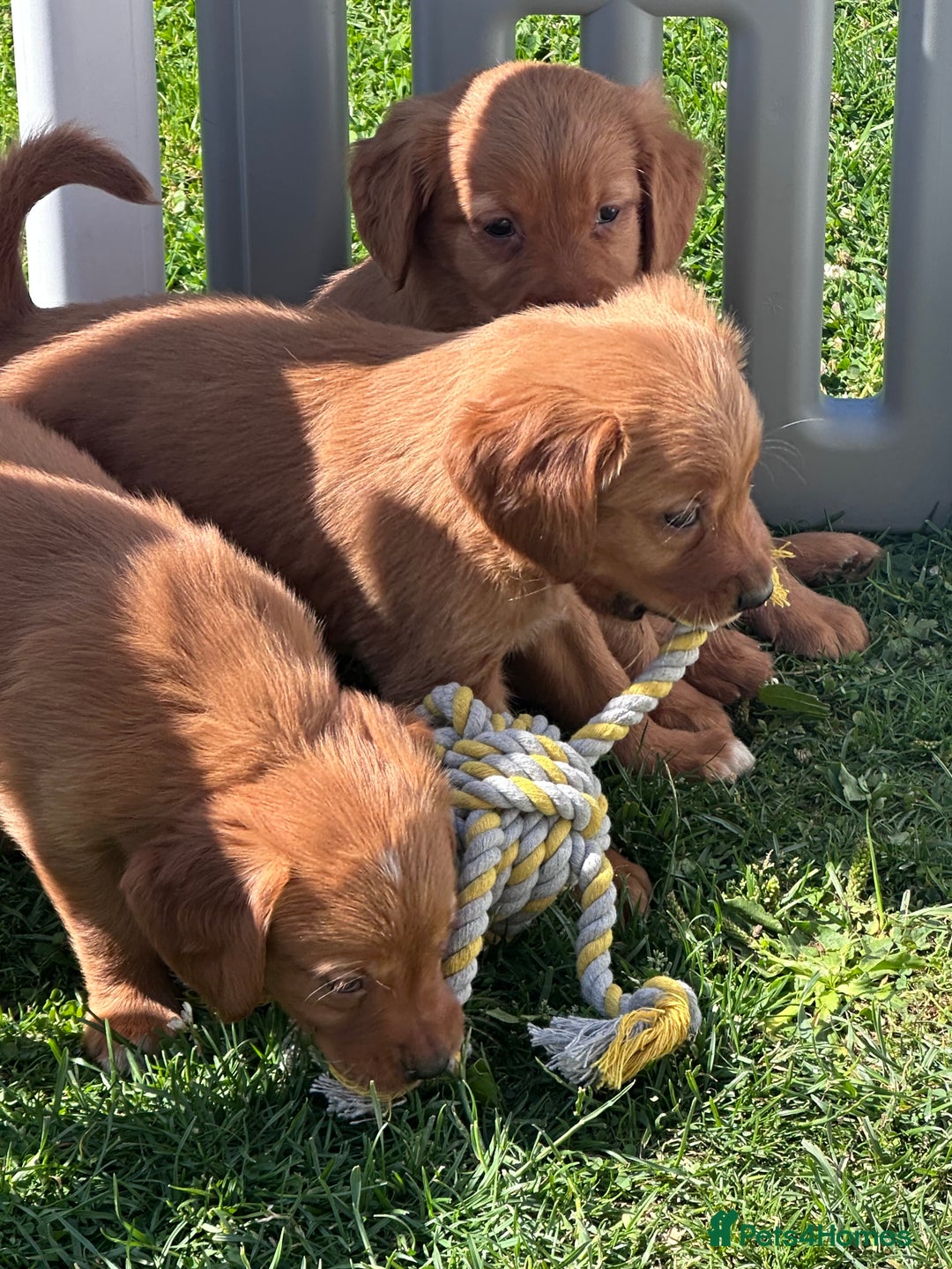 Golden Retriever dogs for sale: Fully health tested kennel club registered puppies - Image 21