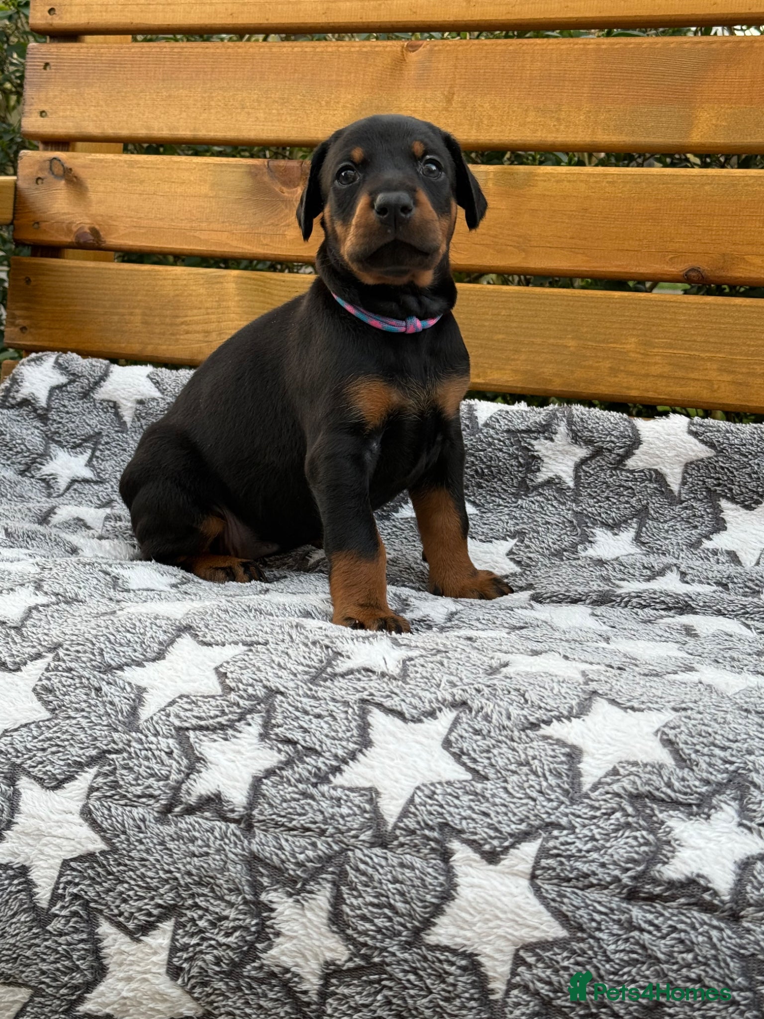 Dobermann dogs Champion lines, Health tested KC Dobermann puppies - Advert 1