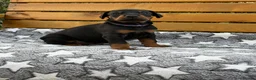 Dobermann dogs for sale: 2 Girls left. Champion lines, Health tested - Advert 4