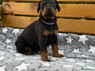Dobermann dogs Champion lines, Health tested KC Dobermann puppies - Advert 1