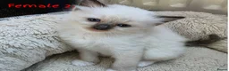 Ragdoll cats for sale: 🔹️🔹️🔹️Purebred Ragdoll kittens🔹️🔹️🔹️ - Advert 2