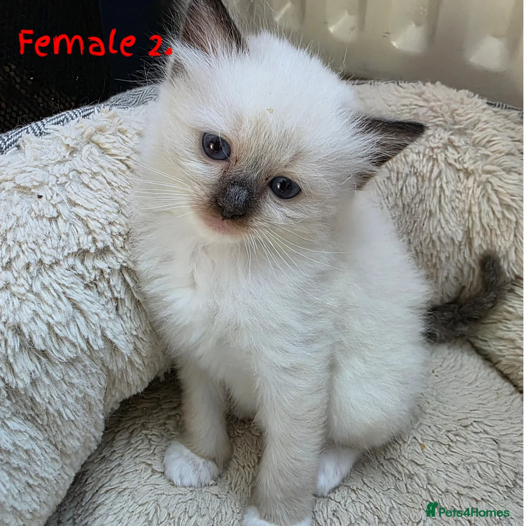 Ragdoll cats for sale: 🔹️🔹️🔹️Purebred Ragdoll kittens🔹️🔹️🔹️ - Advert 2