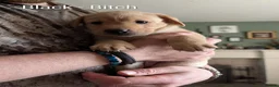 Labrador Retriever dogs for sale: 4 Labrador bitches left! - Advert 9