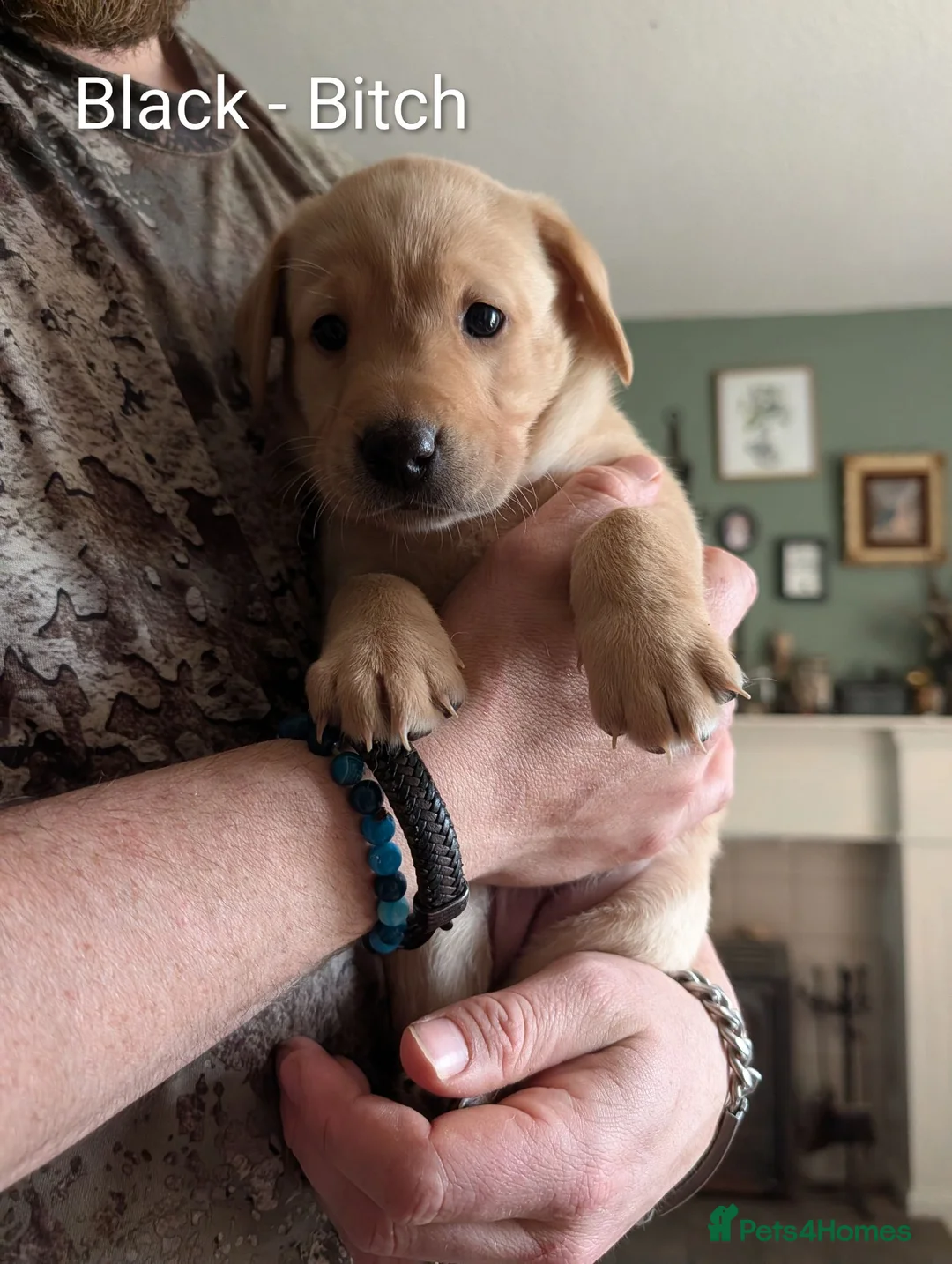 Labrador Retriever dogs for sale: 4 Labrador bitches left! - Advert 9