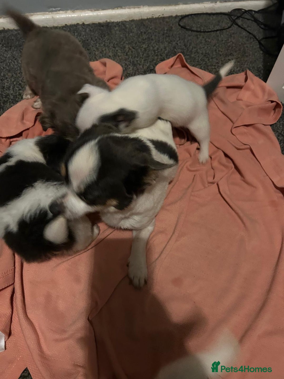 Chihuahua dogs for sale: Full pedigree Chihuahua puppies  - Image 40