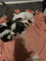 Chihuahua dogs - Advert 6