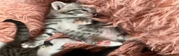 Russian Blue cats for sale: Beautiful black silver grey tabby kittens  - Advert 10