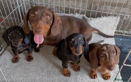 Dachshund dogs for sale: Only One Adorable Dachshund Left Now 🐶 - Image 4