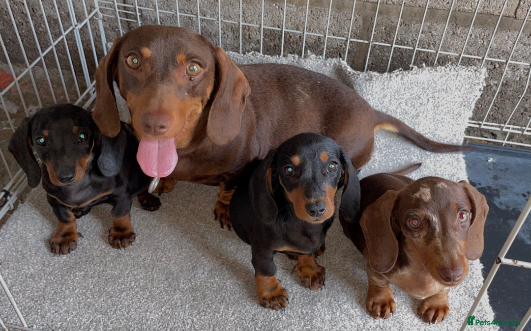 Dachshund dogs for sale: Only One Adorable Dachshund Left Now 🐶 - Image 4