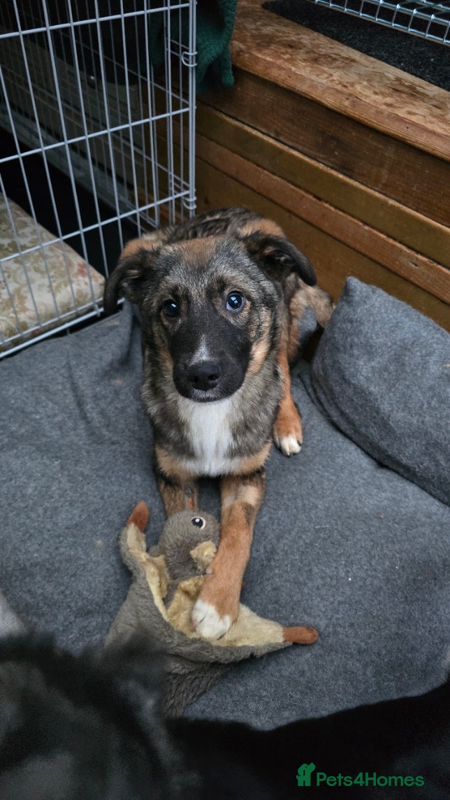 Mixed Breed dogs Cute Colby for Adoption!  - Advert 4