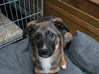 Mixed Breed dogs Cute Colby for Adoption! - Advert 4