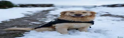 Golden Retriever dogs for sale: Ralph 'The Retriever' Golden Retriever in Chester - Advert 8